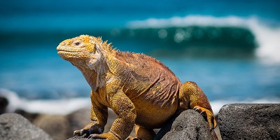 Ile Galapagos Iguane