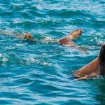 Ballestas Islands, Paracas