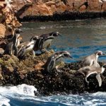 Wildlife, Ballestas Islands, Paracas