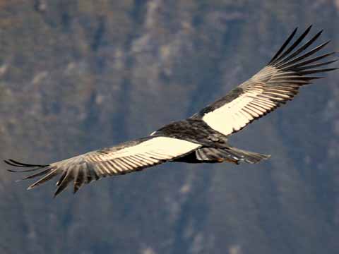 Vuelo del cóndor, Arequipa